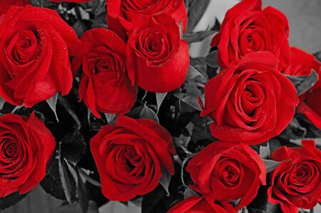 Bouquet of red roses against a dark backgroundの写真素材