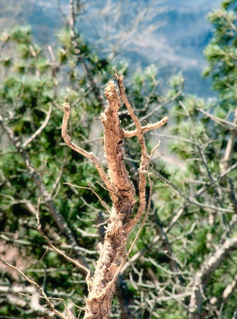 dry old root isolated on Against needleの写真素材