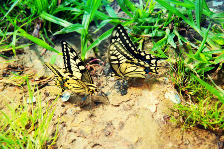  two butterflies on green grass in summerの写真素材
