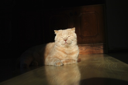 striped British kitten lies in a ray of sunshine on the floor of the house and blinksの写真素材