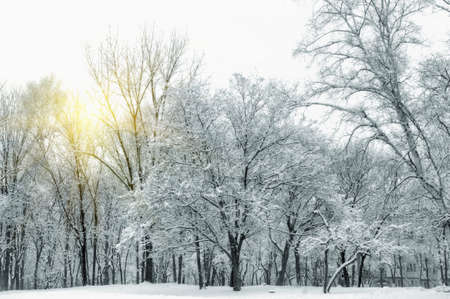 Beautiful winter landscape with snow covered treesの写真素材