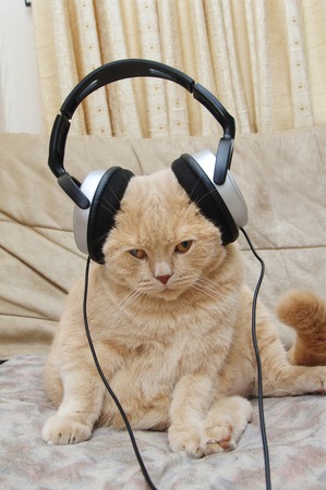 Scottish Fold kitten and headphones sitting on the couch and listen to musicの写真素材
