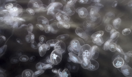 accumulation of small jellyfish in the sea
