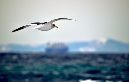 seagull in flight over the sea on a background of a cargo shipの写真素材