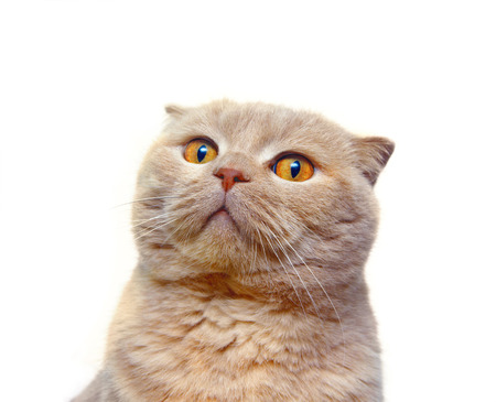 Scottish Fold cat stares into the distanceの写真素材