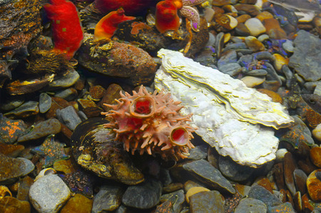 group of Ascidians tetium tuberous , mussel warming and starfish in the deep coldwaterの写真素材