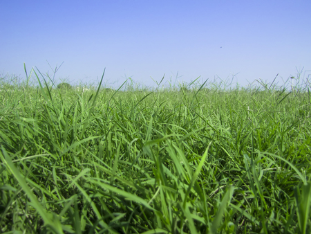 Green grass under blue skyの写真素材