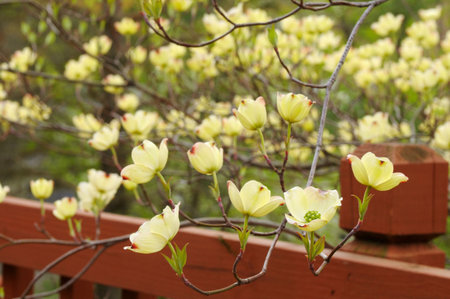 Cluster of dogwood blossoms in front of a deck railingの写真素材