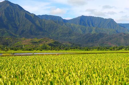 Taro fields beneath the lush, forested mountains of Kauai, Hawaiiの写真素材