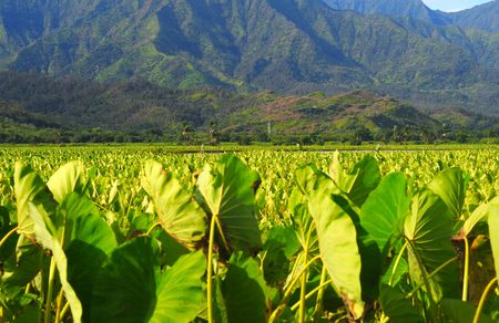 Taro growing in the Hanalei Valley, Kauai, Hawaiiの写真素材