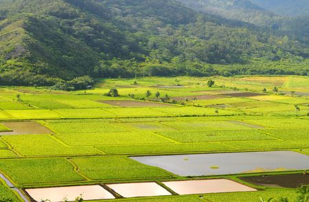 Taro fields in the Hanalei Valley on Kauai, Hawaii, with irrigation pondsの写真素材