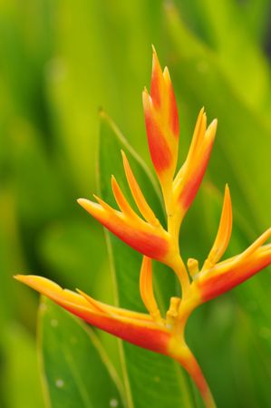 A beautiful yellow to red bird of paradise flower in the early stages of bloomingの写真素材