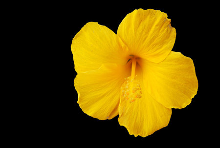 Beautiflul yellow hisbiscus blossom isolated on blackの写真素材