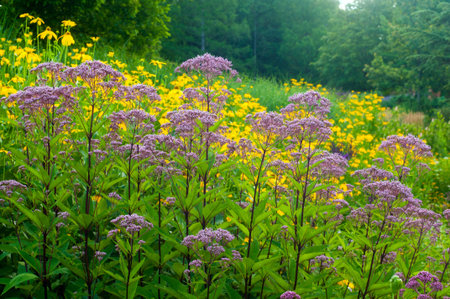 A woodland meadow of yellow cutleaf coneflowers and Joe Pye Weed