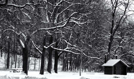A line of snow-covered branches stands in a wintry picnic area in an Ohio park, monochromeの写真素材