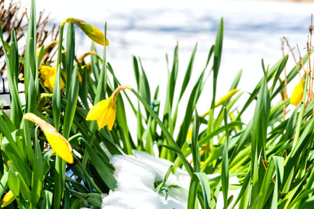 Daffodils trying to bloom through an early spring snowの写真素材