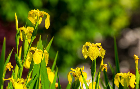 A cluster of yellow iris with morning dew in bright sunlight