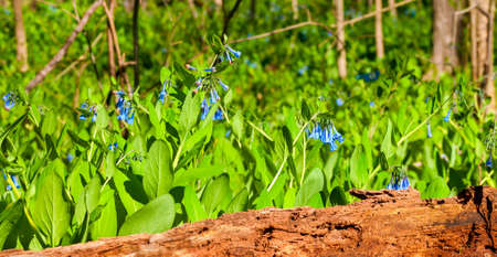 Spring bluebells bloom in profusion behind an old log in an Ohio parkの写真素材