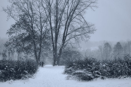 A fog-shrouded wintry meadow with cross-country skiers emerging in the distanceの写真素材