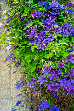 Purple and blue clematis climbing an old stone wall in Salzburg, Austriaの写真素材
