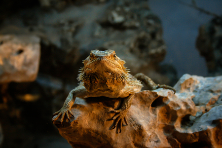 forward facing bearded dragonの写真素材