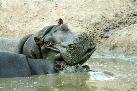 two hippos in the waterの写真素材