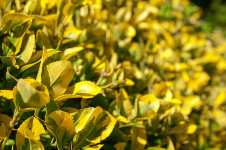 Bush leavesの写真素材