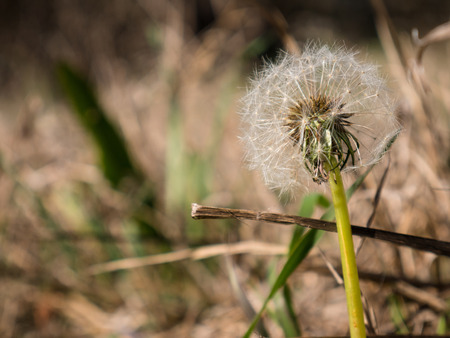 Dandelions, Taraxacum in the forrestの写真素材