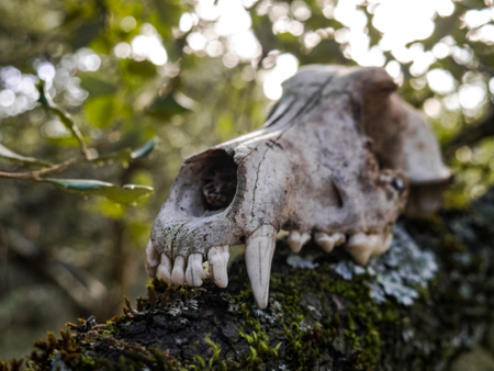 skull of a dog in the forest, scaryの写真素材