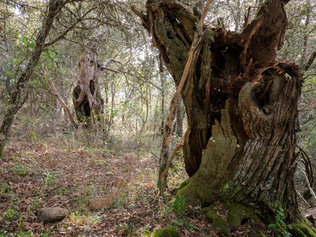 Mysterious forest, lichens on branches of trees and old trunksの写真素材
