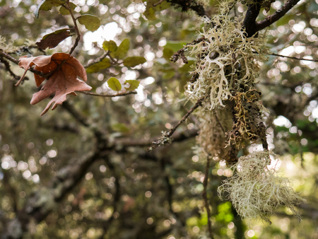 Mysterious forest, lichens on branches of trees and old trunksの写真素材