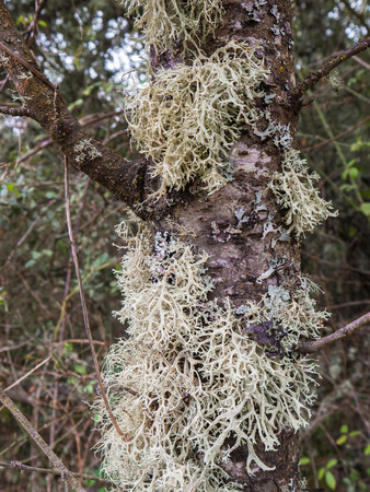 Lichens growing on the branches of treesの写真素材