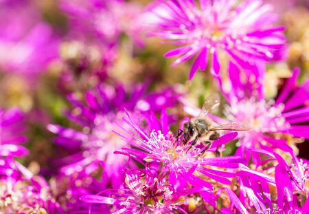 Bee collecting pollen in pink flowersの写真素材