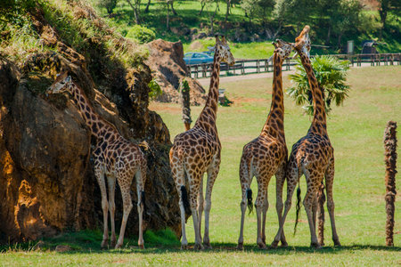 Four giraffes (Giraffa camelopardalis rothschildi) in the shade a hot day, Cabarceno Park,...