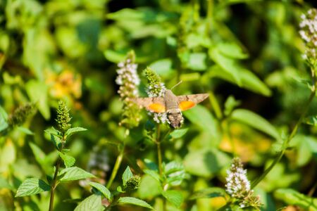 The hawk-moth hummingbird (Macroglossum stellatarum), European hummingbird flying and feeding among flowersの写真素材