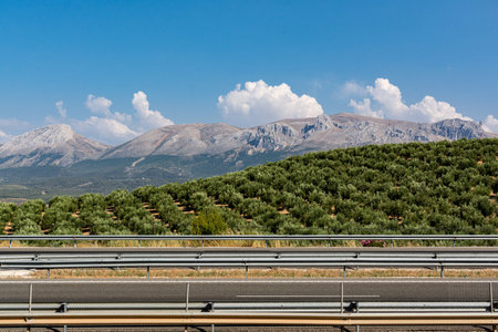 road in the mountains and olives