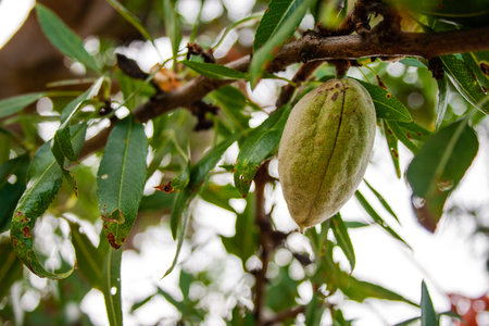 Almond fruit in a wild tree