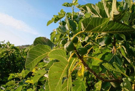 Figs growing on a fig tree (Ficus carica) with large green leaves and a blue sky in the background