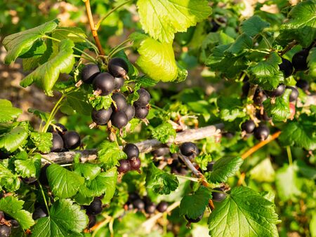 Group of Blackcurrants (Ribes nigrum) on the tree branch ready to be pickedの写真素材