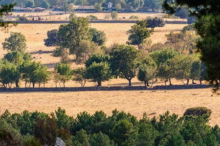 Rural landscape with trees and pastures in summerの写真素材