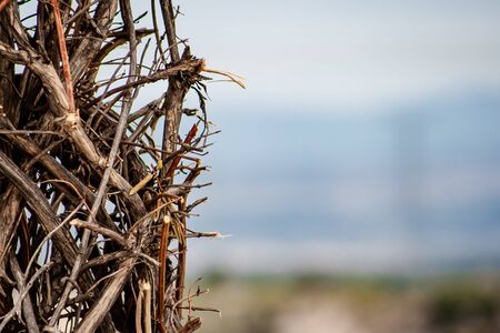 Pruned creeper plant creating a tangle of wooden thorns with an unfocused nature background, high voltage towers and blue skyの写真素材