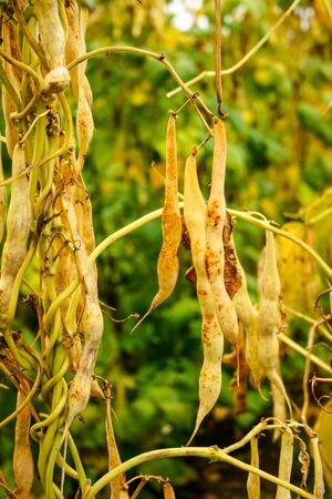 Yellow bean pods in the plant, ready to be pickedの写真素材