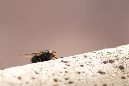 Fly on concrete wall in macroの写真素材