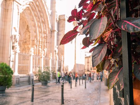 Window with iron fence and long-stemmed plants with pink leaves on a street in Toledo traveled by touristsの写真素材