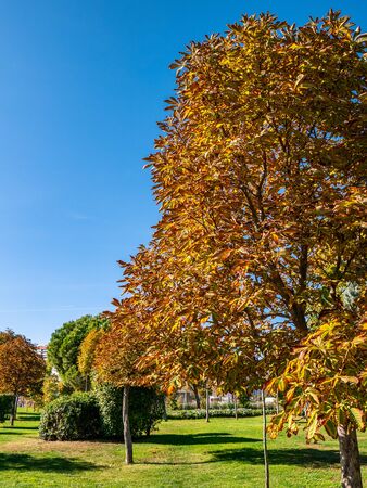 Beautiful landscape of a set of trees of different species with tree in the center of deciduous with yellow and orange leaves about to fall in the beginning of autumnの写真素材