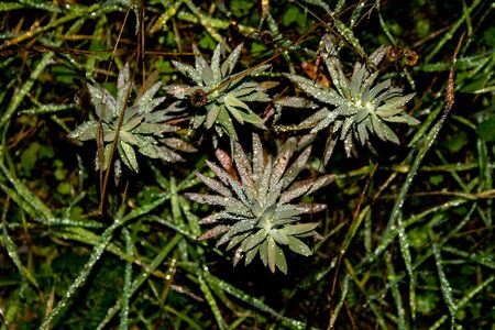 Forest plants with large leaves full of water drops at sunriseの写真素材