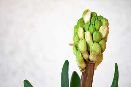 Hyacinth plant with flowers without hatching and long green leaves on a white background of a wall...