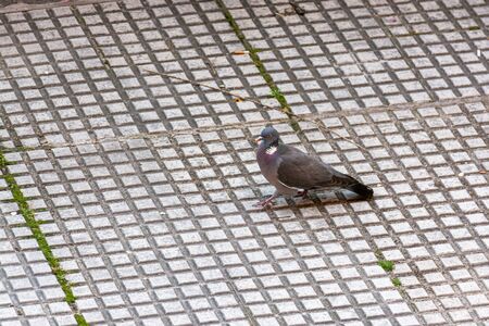 Pigeon walking down a street in the cityの写真素材