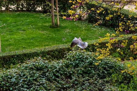 Pigeon flying through a public parkの写真素材