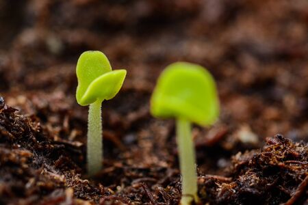 Two green basil sprouts shortly after sprouting from the groundの写真素材